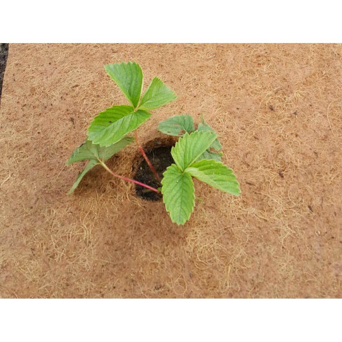 Круг приствольный Мульчаграм 40 см, комплект - 5шт