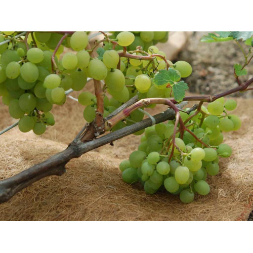 Мульча кокосовая Мульчаграм 0,75x6 м