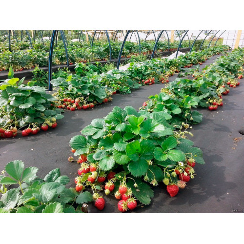 Геотекстиль 200 Строительный и садовый 1,6м x 25м (40 м2)