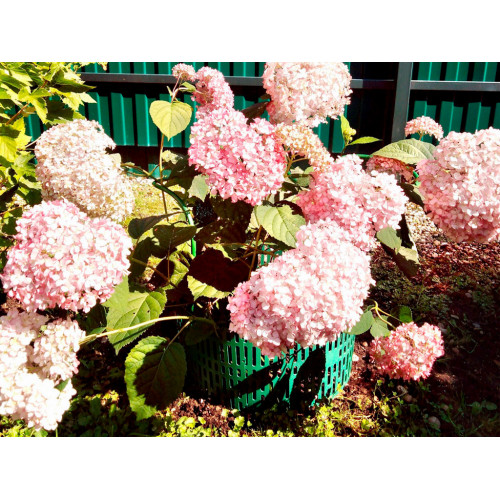 Защитно-декоративное ограждение, цвет зелёный 4 шт Защитно-декоративное ограждение, цвет зелёный 4 шт