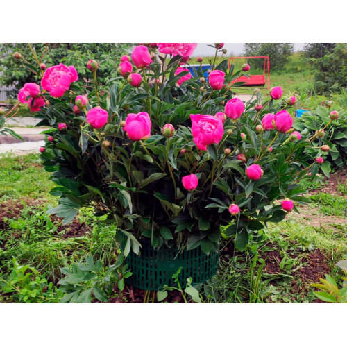 Защитно-декоративное ограждение, цвет зелёный 4 шт Защитно-декоративное ограждение, цвет зелёный 4 шт