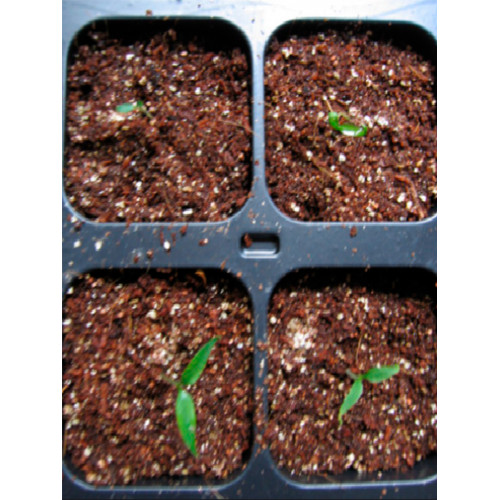 Кокосовый субстрат брикет 70 литров