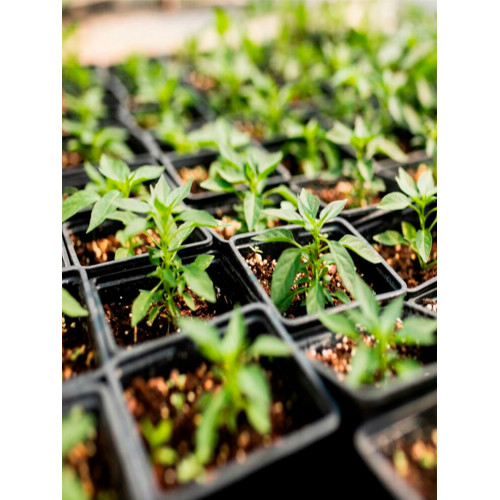 Кокосовый субстрат брикет 70 литров