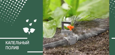 Капельный полив